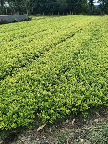 恩施绿化草皮基地