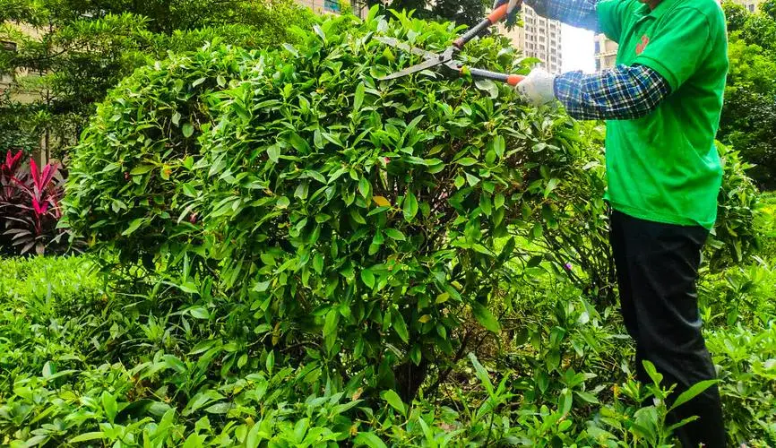 孔目江1号绿化工程
